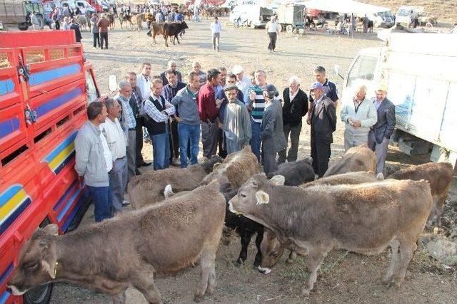 Canlı Hayvan Pazarında Alıcı Da Satıcı Da Memnun Değil