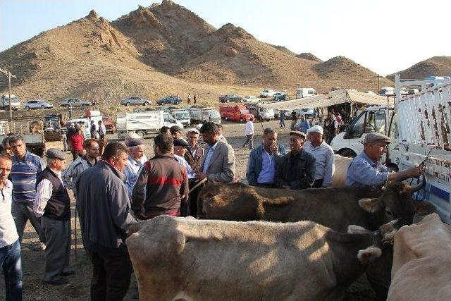 Canlı Hayvan Pazarında Alıcı Da Satıcı Da Memnun Değil