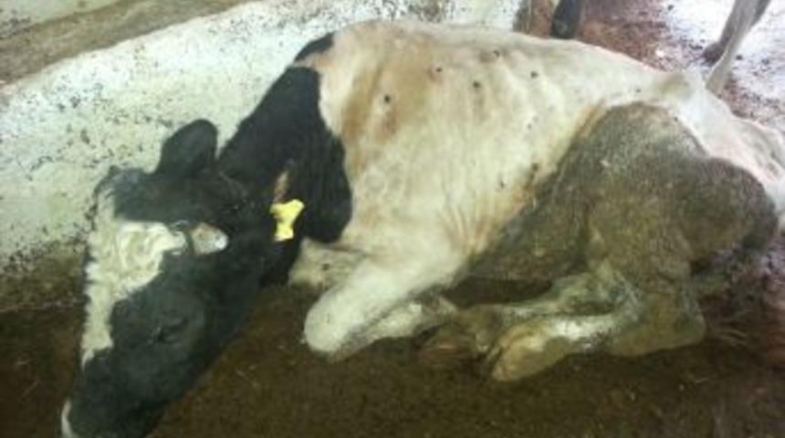 Sığır &Ouml;l&uuml;mlerindeki Afrika Hastalığı Ş&uuml;phesi Korkutuyor