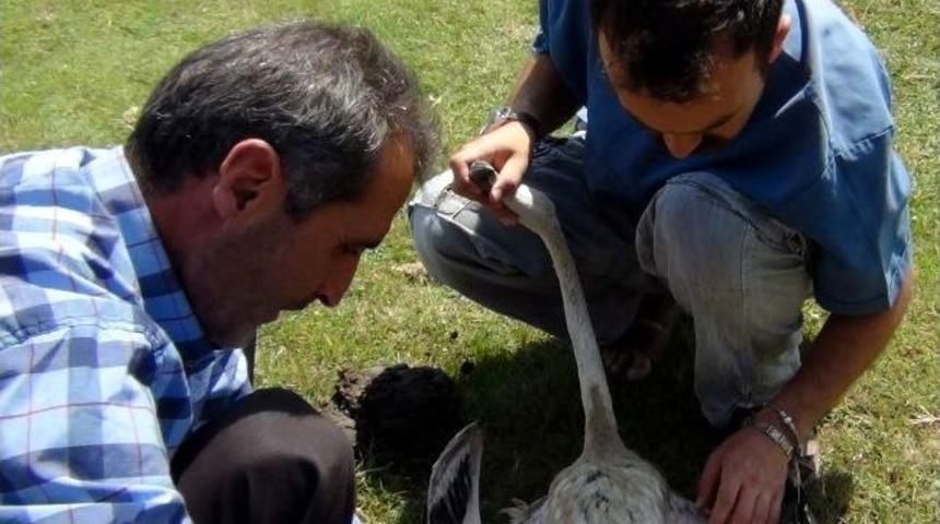 Yaralı Flamingoya Mehmet&ccedil;ik Şevkati
