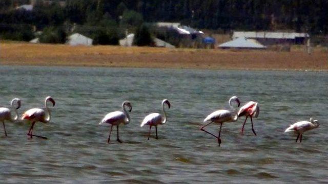 Yaralı Flamingoya Mehmetçik Şevkati