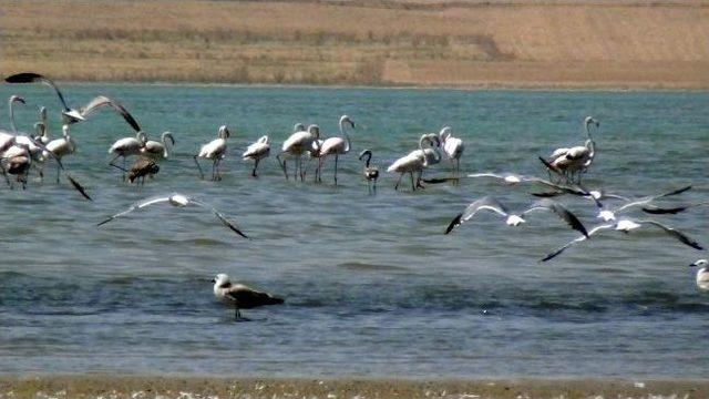 Yaralı Flamingoya Mehmetçik Şevkati