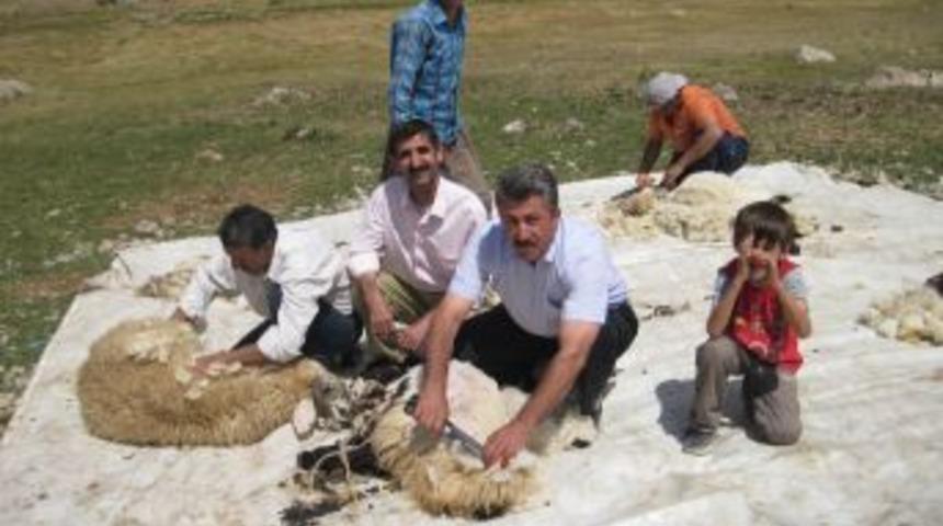 Hakkari'de Kuzu Kırpma Şenliği Bayram Havasında Yapıldı