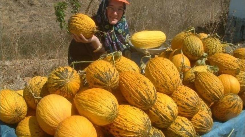 Kavunlar, &Uuml;niversiteli Fatma&rsquo;ya Har&ccedil;lık Olacak