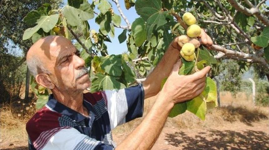 Kurutulmuş İncir K&ouml;yl&uuml;n&uuml;n Umudu Oldu