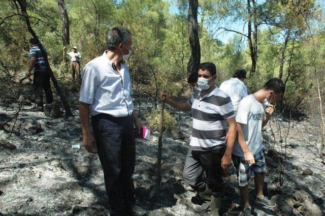 Bodrum’da Çıkan Orman Yangınında Sabotaj Şüphesi