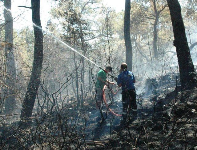 Bodrum’da Çıkan Orman Yangınında Sabotaj Şüphesi