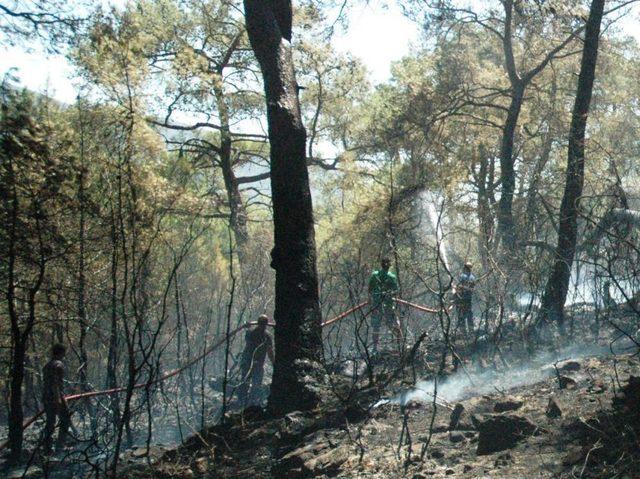 Bodrum’da Çıkan Orman Yangınında Sabotaj Şüphesi