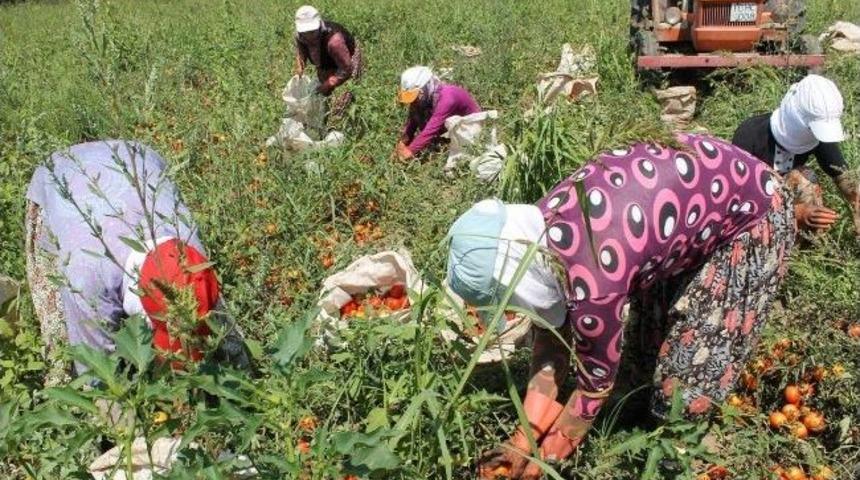 Balıkesirli Dometes &Uuml;r&uuml;ticileri Fiyatlardan Memnun Değil