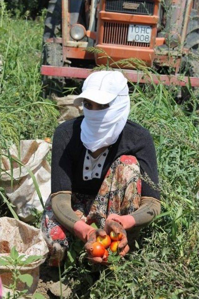 Balıkesirli Dometes Ürüticileri Fiyatlardan Memnun Değil