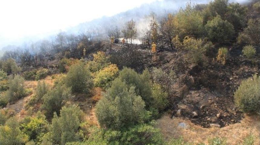 Bursa'da Orman Yangını