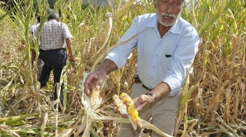 Amasya&rsquo;da Domuzlar Tarlaları Yere Serdi