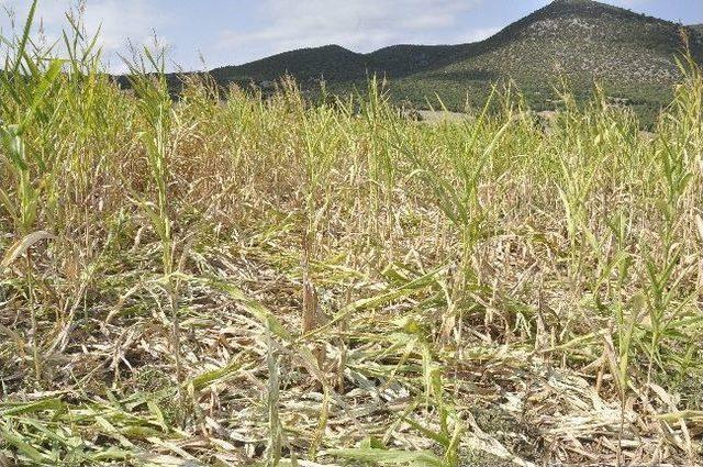 Amasya’da Domuzlar Tarlaları Yere Serdi