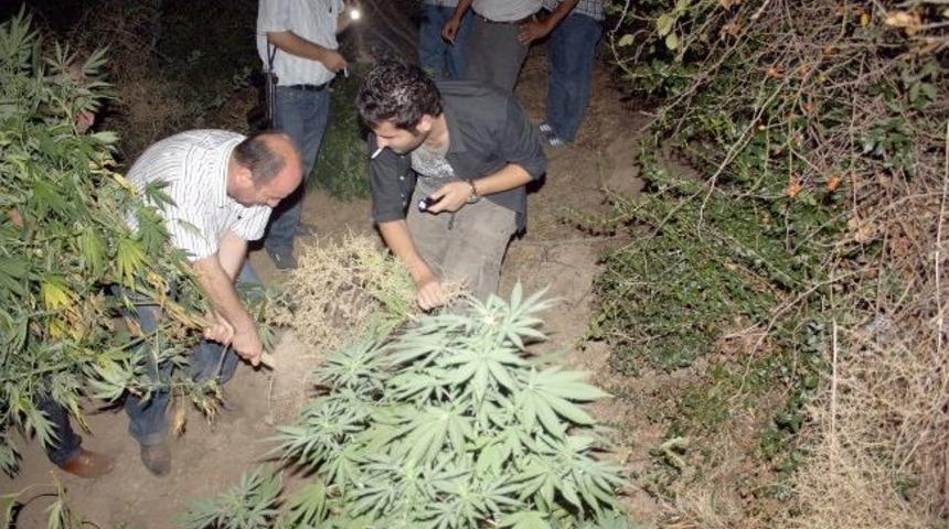 Bursa'da Uyuşturucu Tarlalarına Baskın
