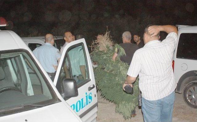 Bursa'da Uyuşturucu Tarlalarına Baskın