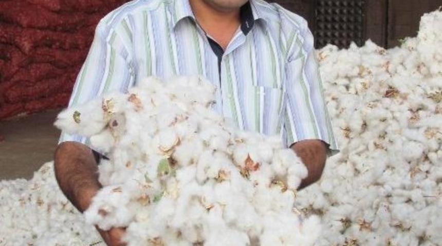 Araban Ovası&rsquo;nda 2013 Yılının İlk Pamuk Hasadı Yapıldı