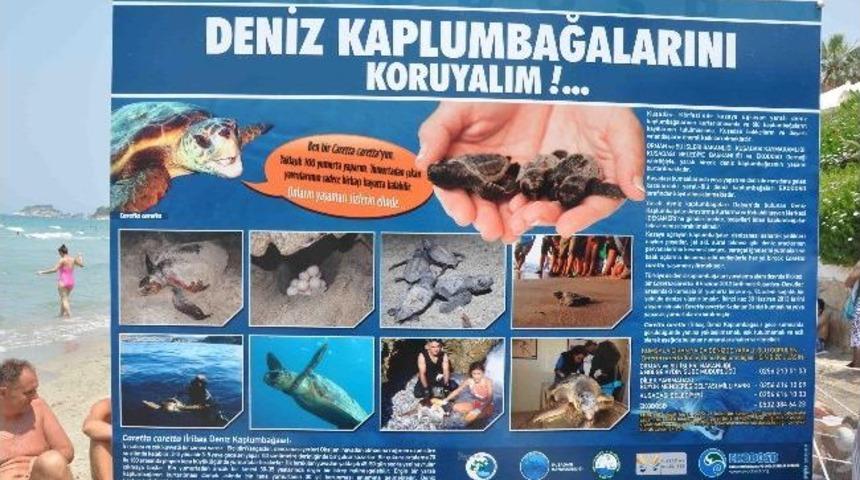 Kadınlar Denizinde Caretta Caretta N&ouml;beti