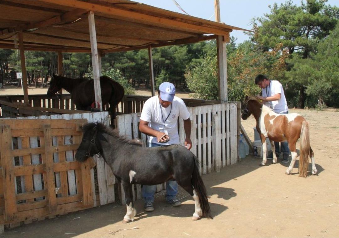 Zihinsel Engelli &Ccedil;ocuklar Atla Hayata Tutunuyor