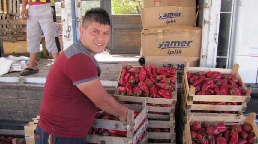 Kırmızı Biberin Fiyatı D&uuml;şt&uuml;