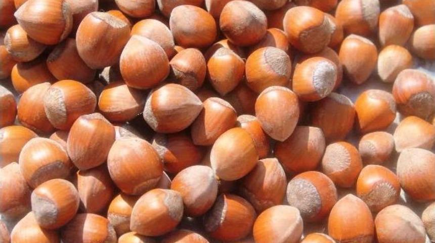 Doğu Karadeniz&rsquo;deki Yağışlar, Fındık Kurutmanın &Ouml;n&uuml;ne Ge&ccedil;emiyor