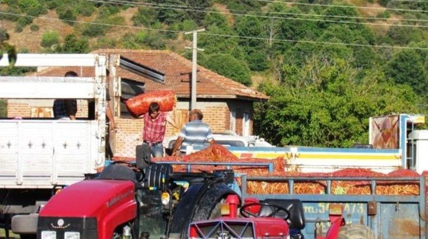 G&ouml;lc&uuml;k&rsquo;&uuml;n "cino" Fasulyesi Yok Satıyor