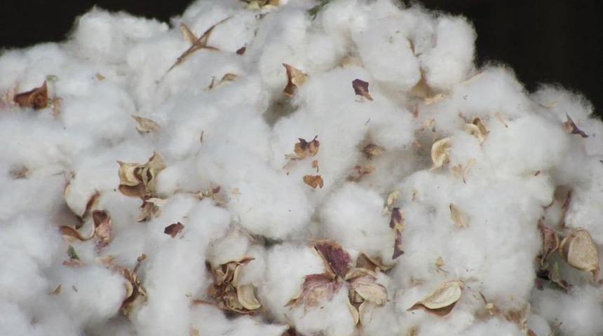 Araban'da Pamuk Tarımı