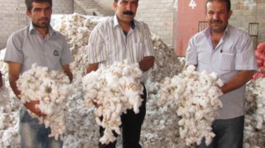 Araban Ovası&rsquo;nda 2013 Yılının Ilk Pamuk Hasadı Yapıldı