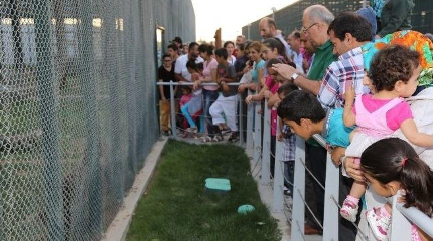 Harikalar Diyarı'nda Hareketli Pazar