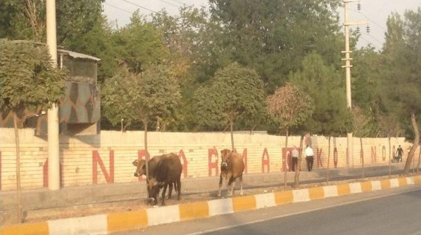 Silvan&rsquo;da Başıboş Hayvanlara Vatandaş Tepkisi