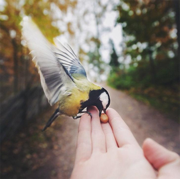 Hayvan besleme sanatı uzmanı