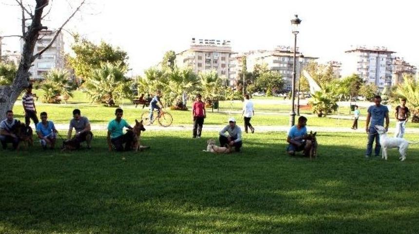 Eğitimli Köpeklerin Gösterisi Büyük Beğeni Kazandı