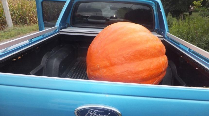 İş Makinası Ile Hasat Edilen 500 Kiloluk Kabaklar AVM&rsquo;de Sergilenecek