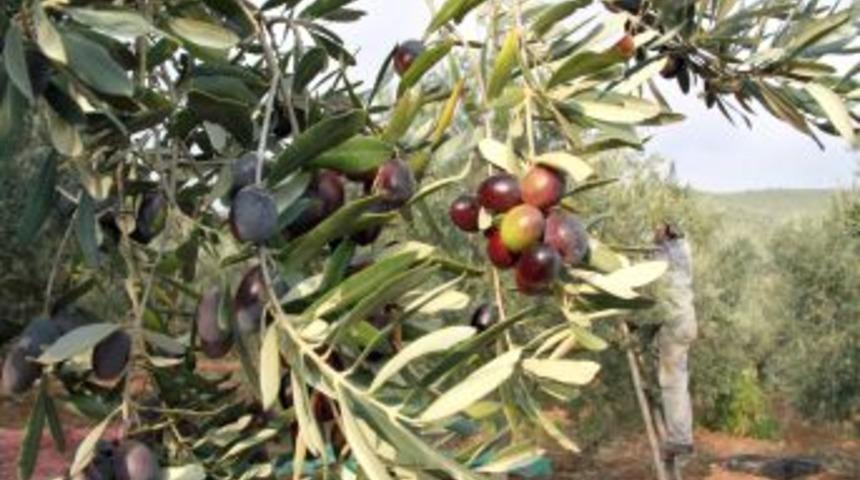 Zeytin Sineğindeki Artış Korkutuyor