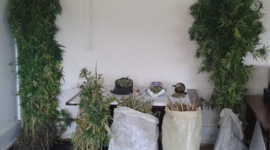 Amasya&rsquo;da 197 K&ouml;k Kenevir Bitkisi Ele Ge&ccedil;irildi