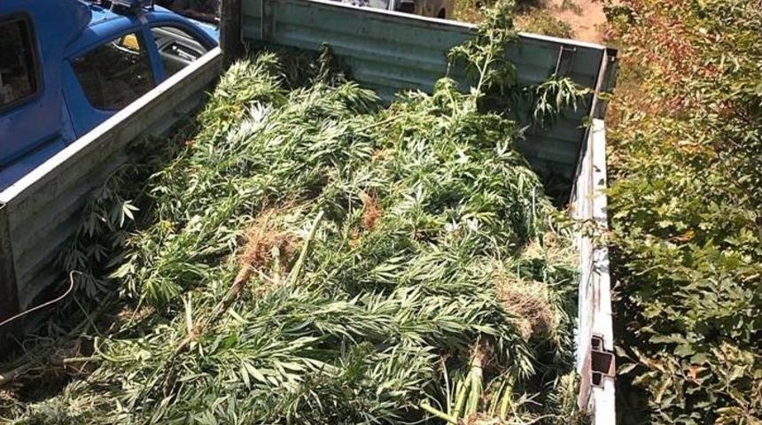 Ormanlık Alanı Esrar Tarlasına &Ccedil;evirdiler