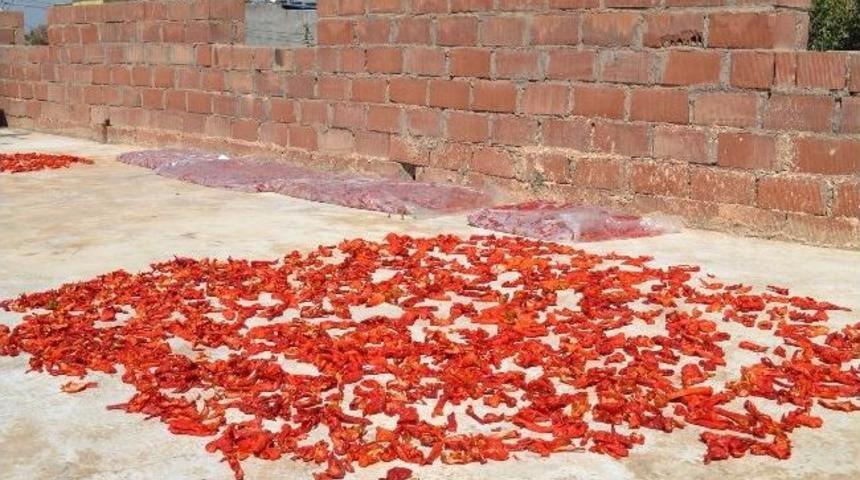 İsot Kurutma Mevsimi Hilvan&rsquo;da Başladı