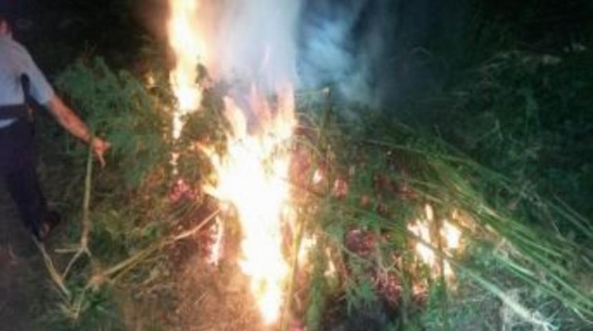 194 K&ouml;k Dişi Hint Keneviri Yakılarak İmha Edildi