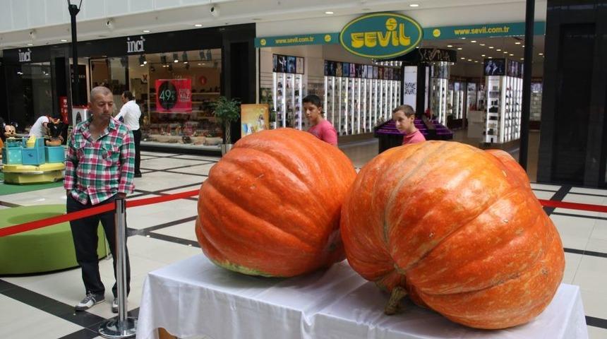 AVM&rsquo;de Sergilenen Dev Kabakları G&ouml;renler Şaşkınlıklarını Gizleyemiyor