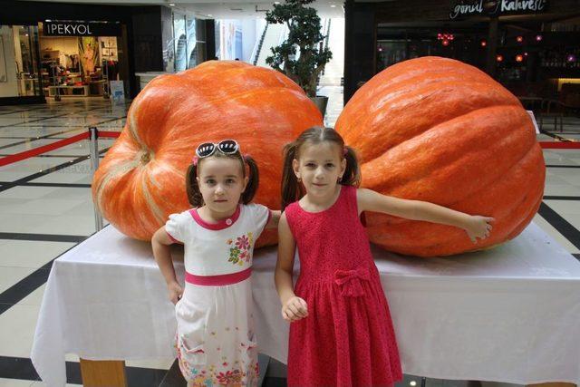 AVM&rsquo;de Sergilenen Dev Kabakları G&ouml;renler Şaşkınlıklarını Gizleyemiyor 1