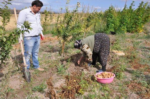 Sorgun’da Vatandaşlar Kendi Sebze İhtiyacını Kendileri Üretiyor