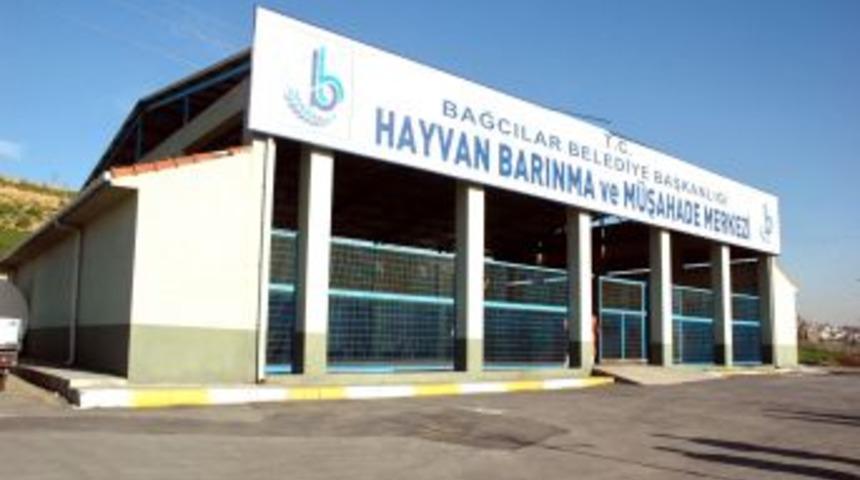 5 Yılda 773 K&ouml;pek Sahiplendirildi