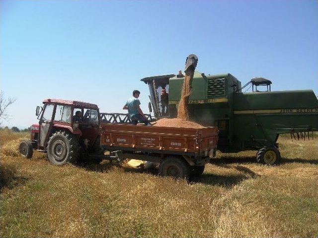 Biçerdöverle Buğday Hasadı Sona Erdi