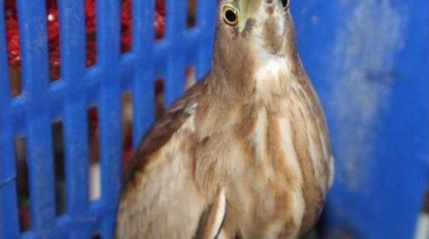 Ayvalık&rsquo;ta Hint Kuşu Bulundu