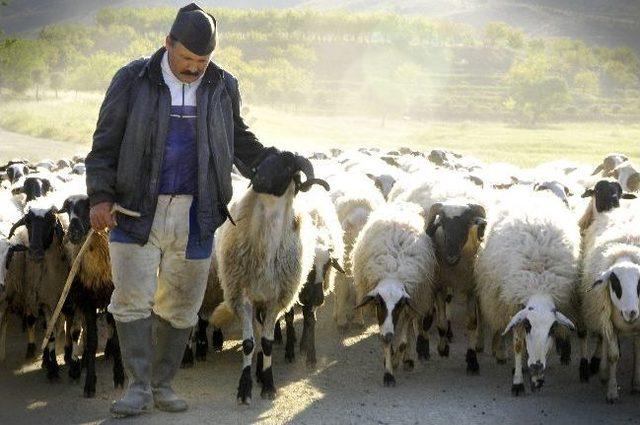 Koyun-keçide Elinizi Çabuk Tutun!