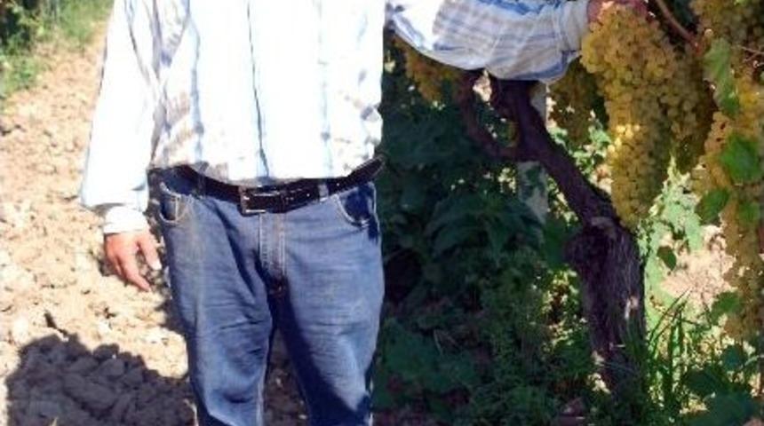 Salihli&rsquo;de &Uuml;z&uuml;m Rekoltesinde D&uuml;ş&uuml;ş Var