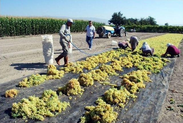 Salihli’de Üzüm Rekoltesinde Düşüş Var 1
