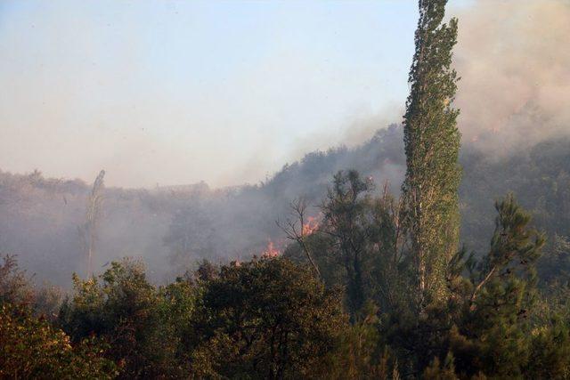 Sakarya’daki Orman Yangını Kontrol Altına Alındı