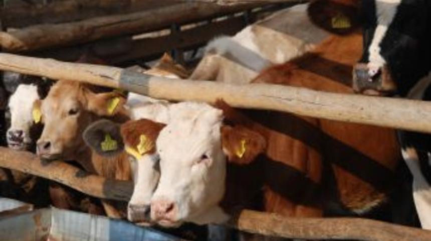 Sinekle Bulaşan Hastalık Hayvanları Tehdit Ediyor