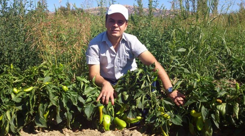 &Ccedil;ağlayancerit'te Cevizin Alternatifi Sal&ccedil;alık Biber