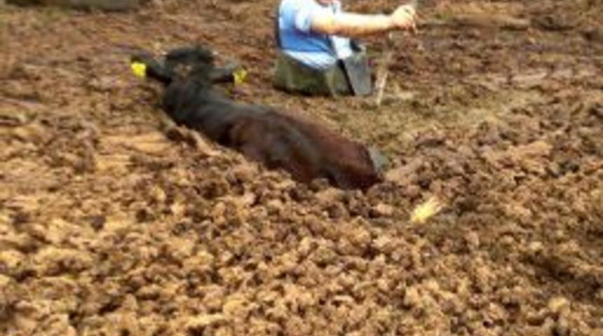 Hayvanı Kurtarmak I&ccedil;in Hayatını Riske Attı